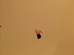 Pleasantville在线观看,穿越时空的彩色小镇奇幻之旅  第3张