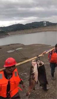 水库大鱼爆料视频播放,视频播放引发热议！  第3张